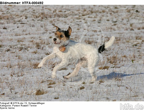 Parson Russell Terrier spielt im Schnee / playing PRT in snow / HTFA-000492