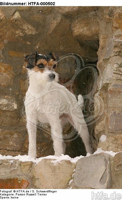 Parson Russell Terrier im Schnee / PRT in snow / HTFA-000502