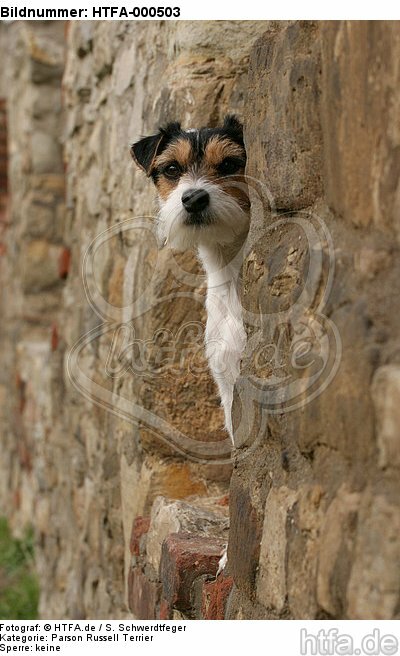 Parson Russell Terrier Portrait / HTFA-000503