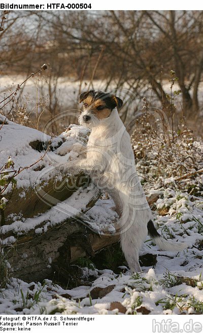 stehender Parson Russell Terrier bei Baumstamm / standing prt at trunk / HTFA-000504