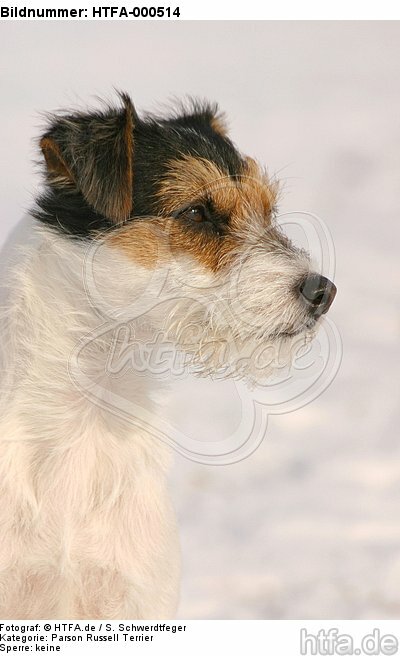 Parson Russell Terrier Portrait / HTFA-000514