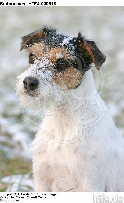 Parson Russell Terrier Portrait / HTFA-000515