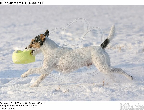 spielender Parson Russell Terrier im Schnee / playing prt in snow / HTFA-000518