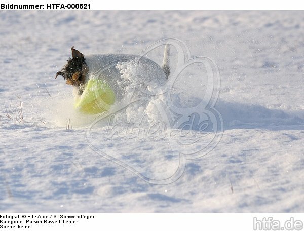spielender Parson Russell Terrier im Schnee / playing prt in snow / HTFA-000521