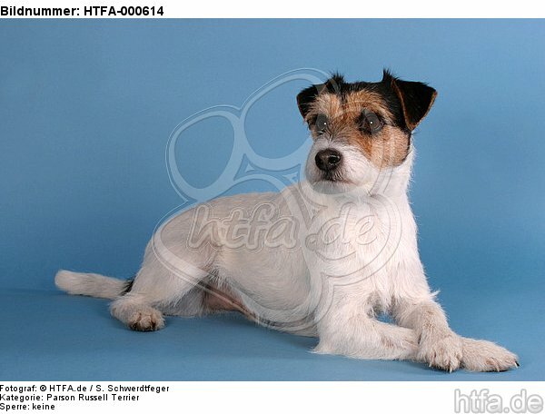 liegender Parson Russell Terrier / lying prt / HTFA-000614