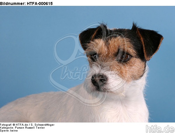 Parson Russell Terrier Portrait / HTFA-000615