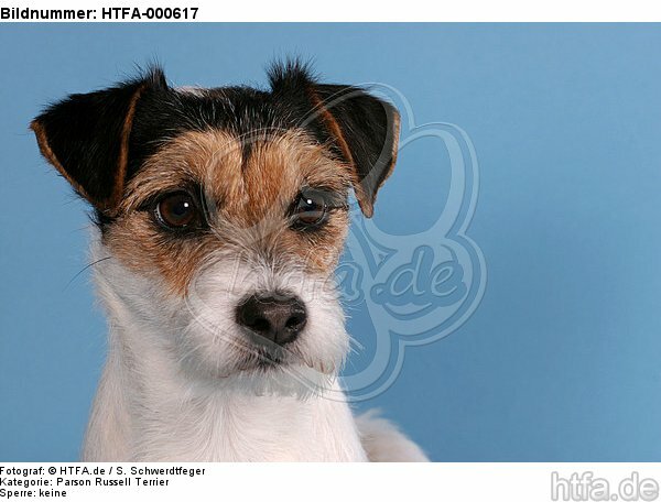Parson Russell Terrier Portrait / HTFA-000617