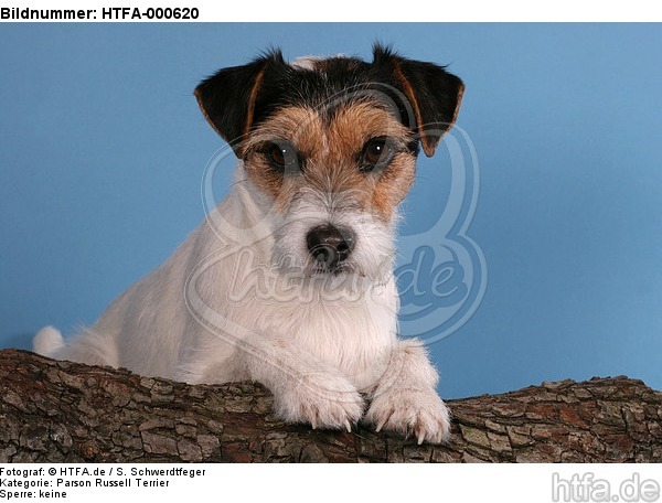 Parson Russell Terrier / HTFA-000620