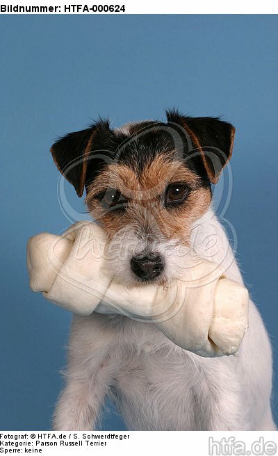 Parson Russell Terrier mit Kauknochen / prt with bone / HTFA-000624