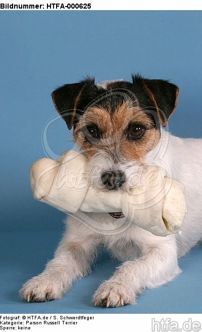 Parson Russell Terrier mit Kauknochen / prt with bone / HTFA-000625