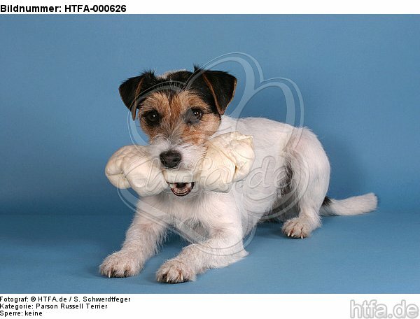 Parson Russell Terrier mit Kauknochen / prt with bone / HTFA-000626