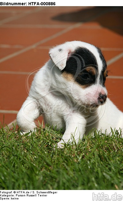 Parson Russell Terrier Welpe / parson russell terrier puppy / HTFA-000886