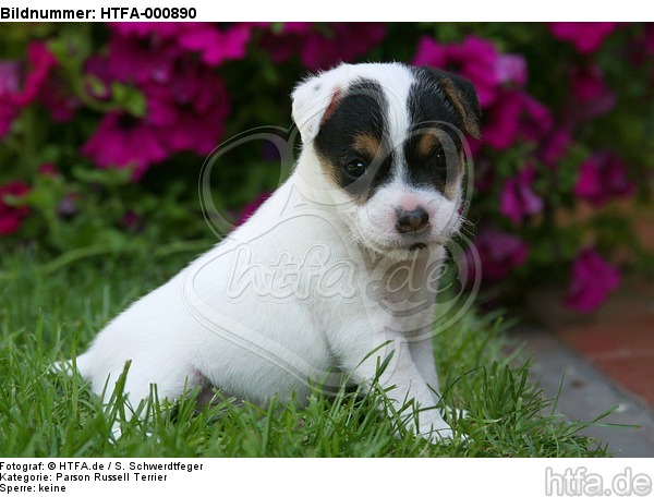 Parson Russell Terrier Welpe / parson russell terrier puppy / HTFA-000890