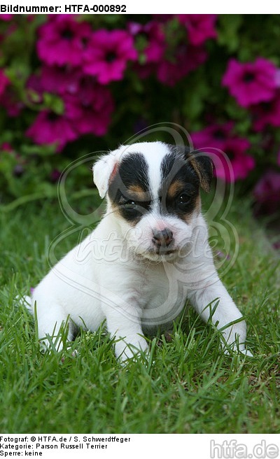 Parson Russell Terrier Welpe / parson russell terrier puppy / HTFA-000892