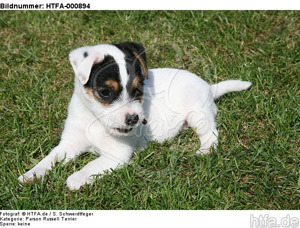 Parson Russell Terrier Welpe / parson russell terrier puppy / HTFA-000894
