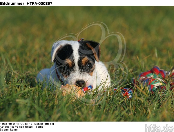 liegender Parson Russell Terrier Welpe / lying PRT puppy / HTFA-000897