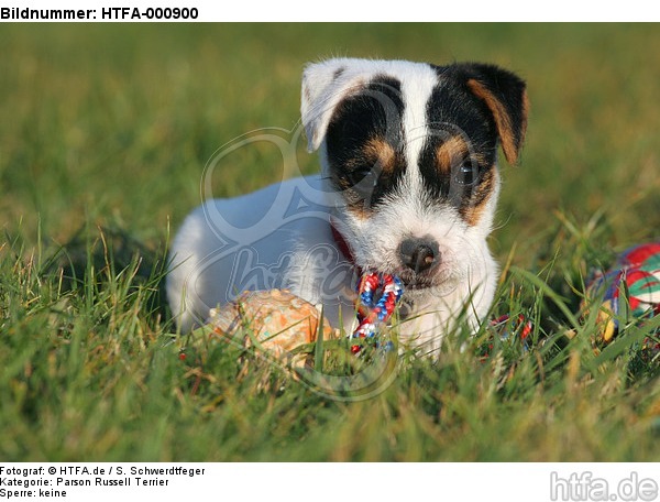spielender Parson Russell Terrier Welpe / playing PRT puppy / HTFA-000900