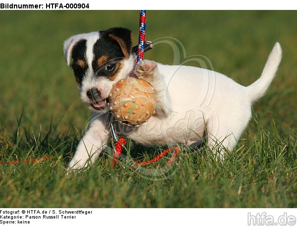 spielender Parson Russell Terrier Welpe / playing PRT puppy / HTFA-000904