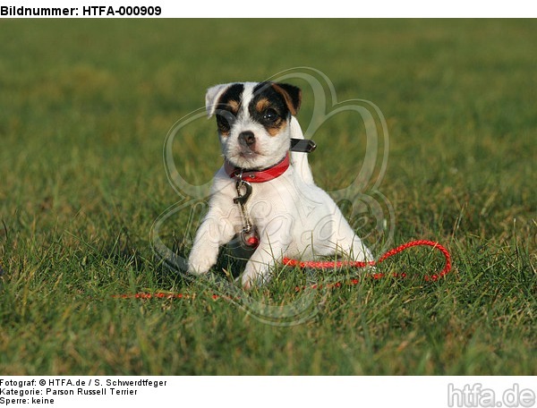 sitzender Parson Russell Terrier Welpe / sitting PRT puppy / HTFA-000909