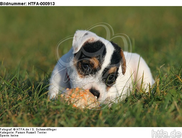 liegender Parson Russell Terrier Welpe / lying PRT puppy / HTFA-000913