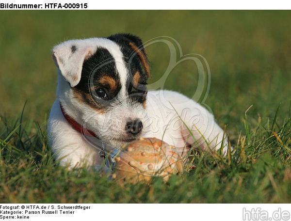 liegender Parson Russell Terrier Welpe / lying PRT puppy / HTFA-000915
