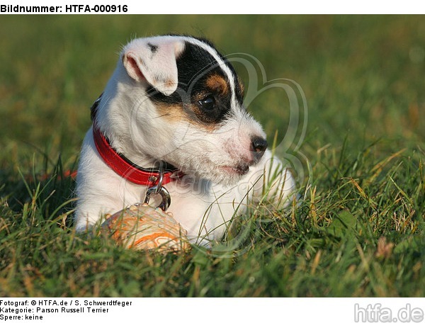 liegender Parson Russell Terrier Welpe / lying PRT puppy / HTFA-000916