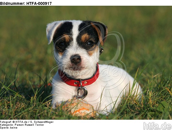 liegender Parson Russell Terrier Welpe / lying PRT puppy / HTFA-000917