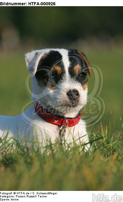 liegender Parson Russell Terrier Welpe / lying PRT puppy / HTFA-000926