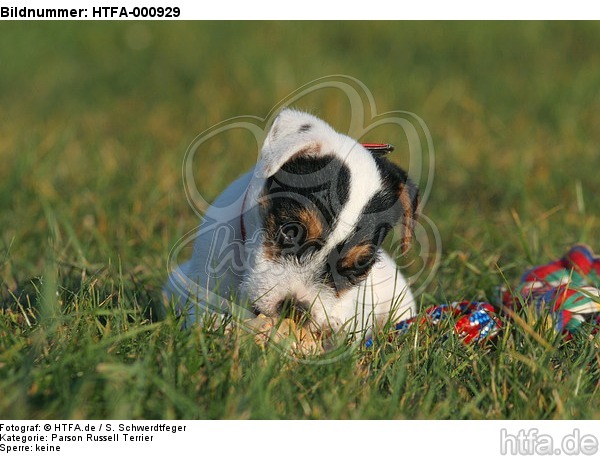liegender Parson Russell Terrier Welpe / lying PRT puppy / HTFA-000929