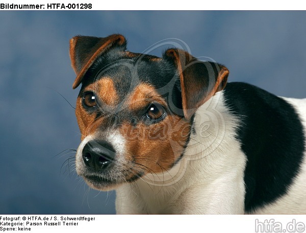 Parson Russell Terrier / HTFA-001298