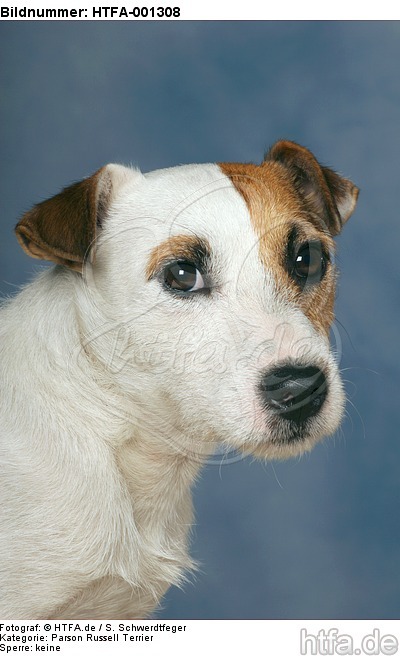 Parson Russell Terrier / HTFA-001308