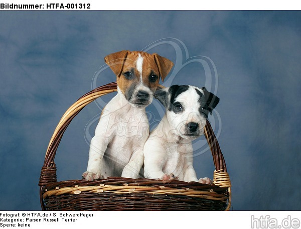 Parson Russell Terrier / HTFA-001312