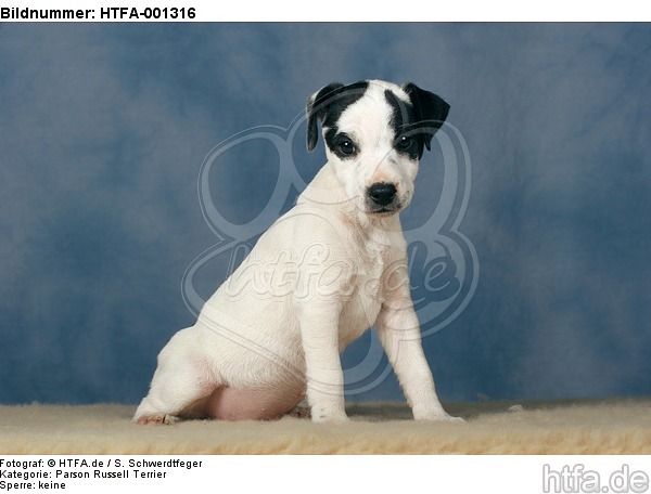 Parson Russell Terrier / HTFA-001316