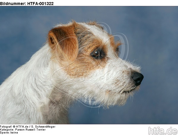 Parson Russell Terrier / HTFA-001322