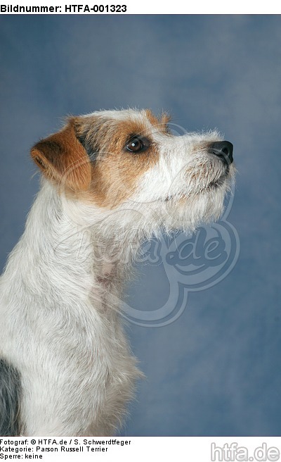 Parson Russell Terrier / HTFA-001323