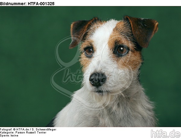 Parson Russell Terrier / HTFA-001325