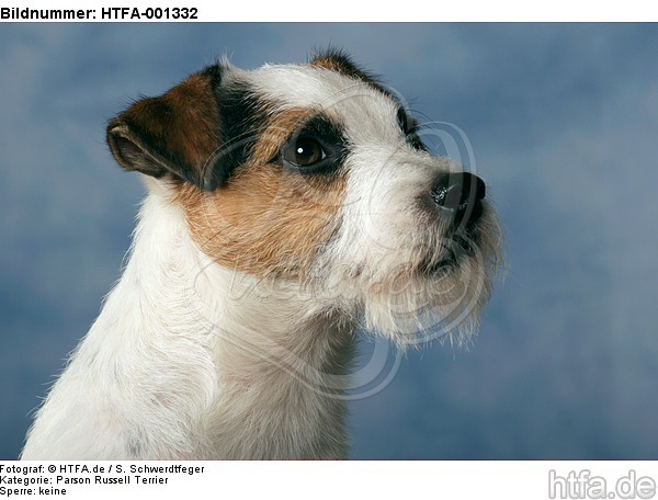 Parson Russell Terrier / HTFA-001332