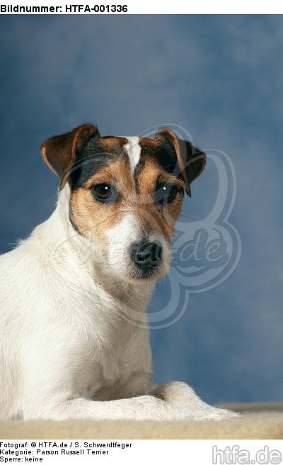 Parson Russell Terrier / HTFA-001336