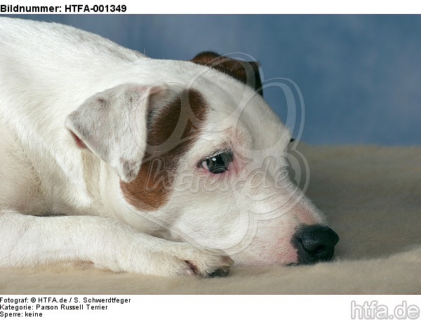 Parson Russell Terrier / HTFA-001349