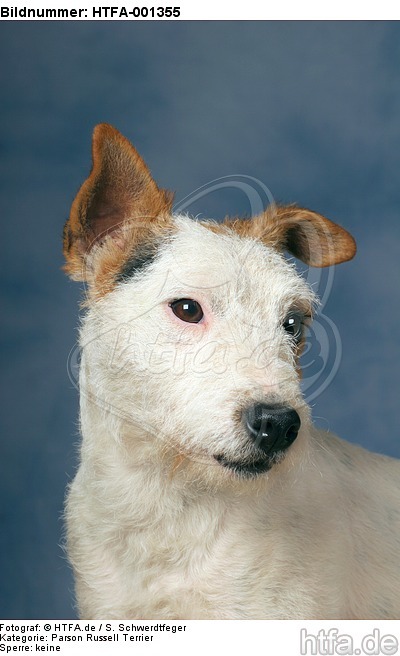 Parson Russell Terrier / HTFA-001355