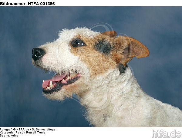 Parson Russell Terrier / HTFA-001356