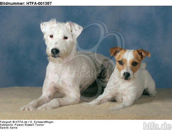 Parson Russell Terrier / HTFA-001357