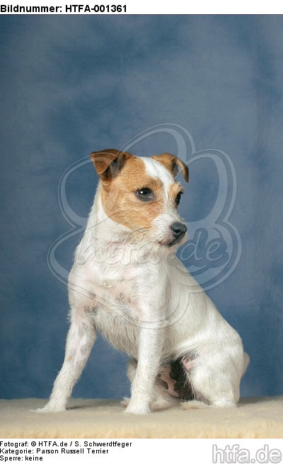 Parson Russell Terrier / HTFA-001361