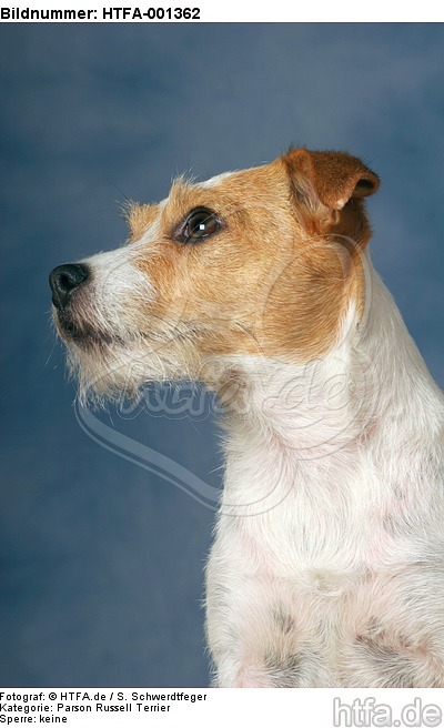 Parson Russell Terrier / HTFA-001362