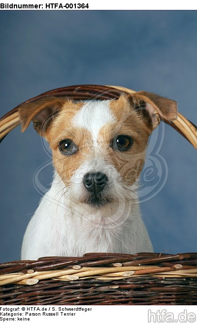 Parson Russell Terrier / HTFA-001364