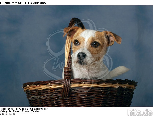Parson Russell Terrier / HTFA-001365