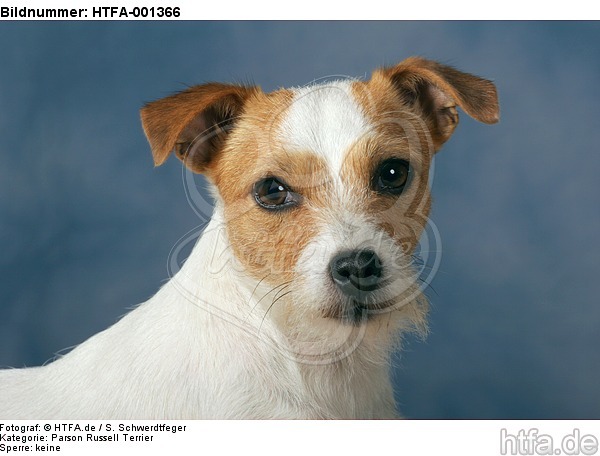 Parson Russell Terrier / HTFA-001366