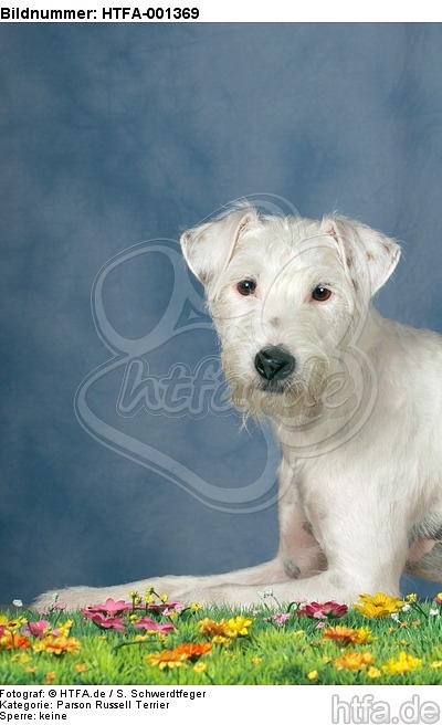 Parson Russell Terrier / HTFA-001369