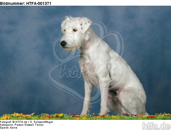 Parson Russell Terrier / HTFA-001371