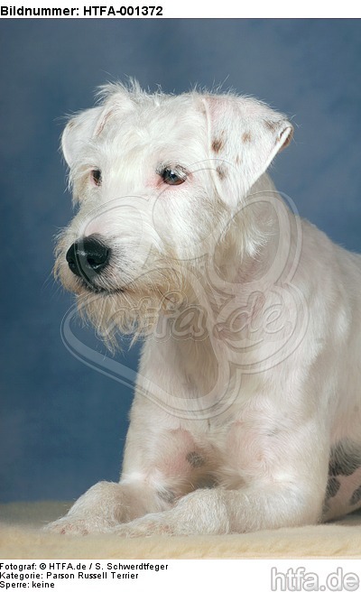Parson Russell Terrier / HTFA-001372